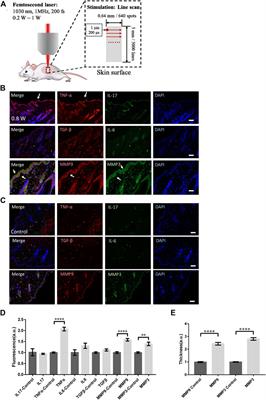 Molecular Response of Skin to Micromachining by Femtosecond Laser